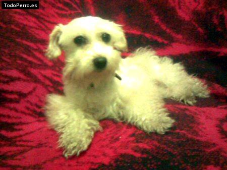 Foto del perro Wendy