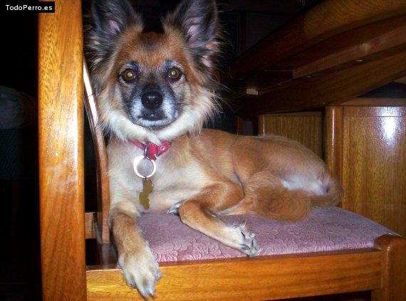 Foto del perro Camila
