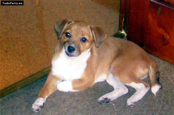 Foto del perro Queen
