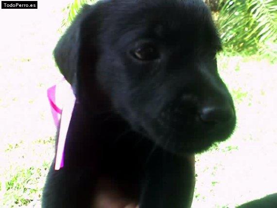 Foto del perro Blacky