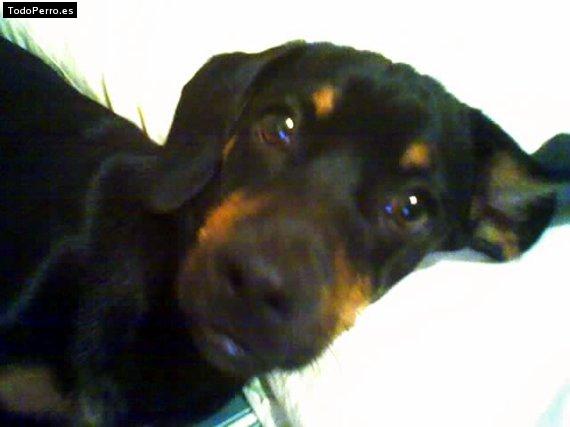 Foto del perro Coqui