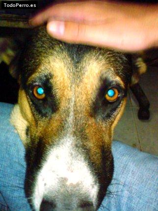 Foto del perro Bebe