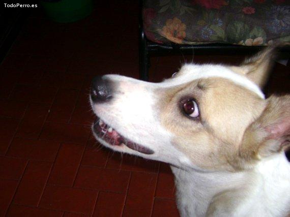 Foto del perro Booma