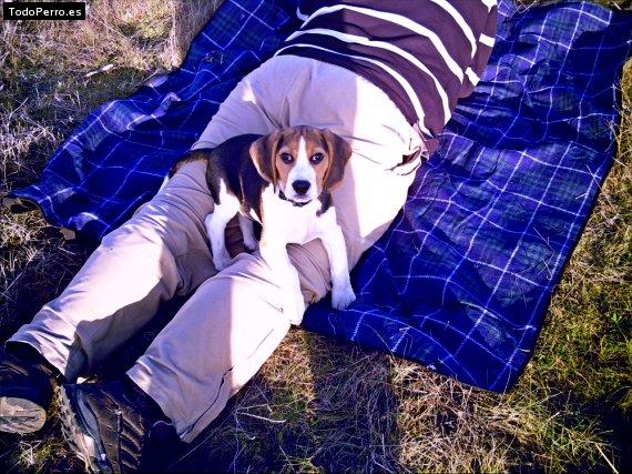 Foto del perro Cholo