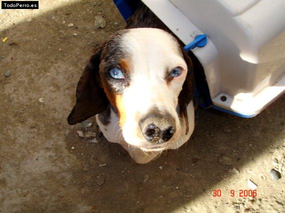 Foto del perro Rokko