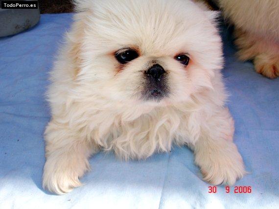 Foto del perro Concho