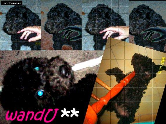 Foto del perro Wanda