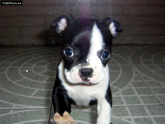 Foto del perro Nonis