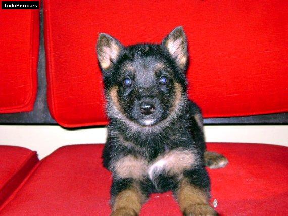 Foto del perro Nebraska