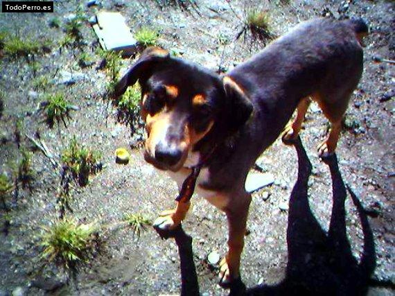 Foto del perro Scooby