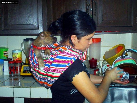 Foto del perro Rocky damian