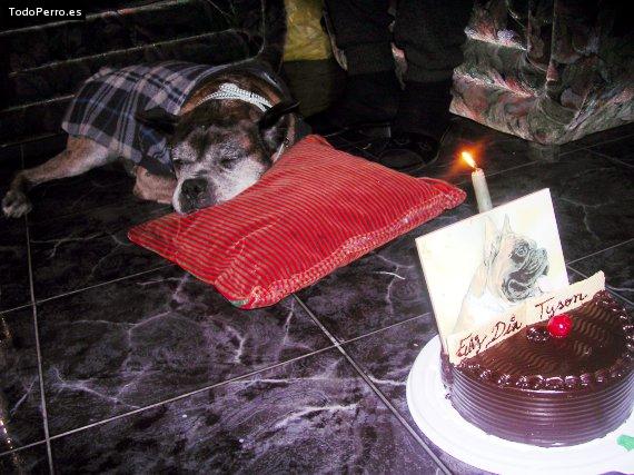 Foto del perro Tyson