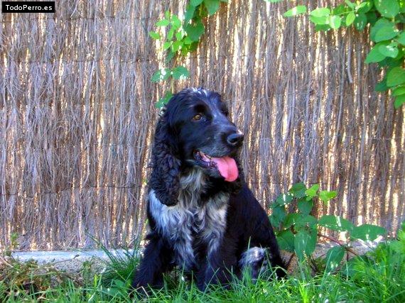 Foto del perro Bach