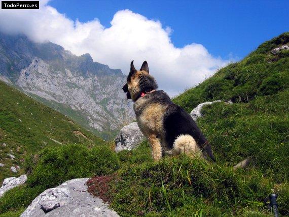 Foto del perro Thor