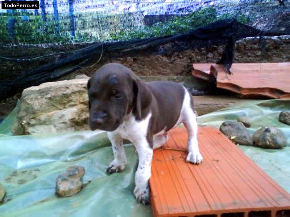 Foto del perro Blanquito