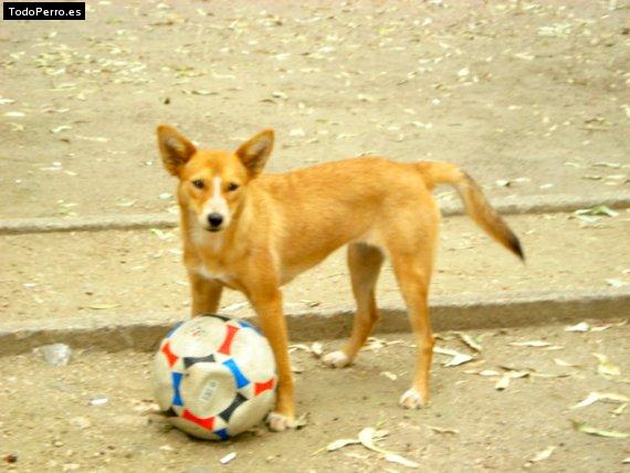 Foto del perro Fergie