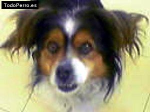 Foto del perro Bandido