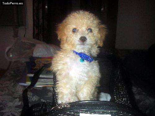 Foto del perro Baby