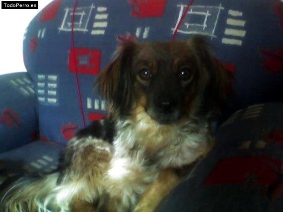 Foto del perro Tina