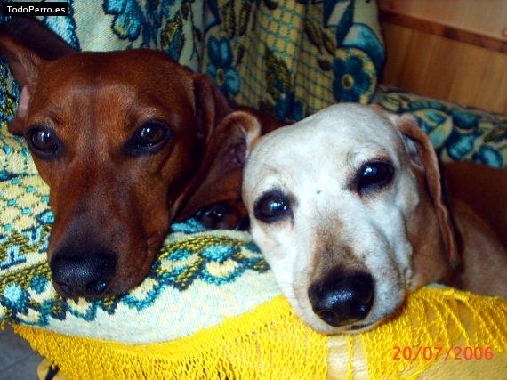 Foto del perro Piru y bati 