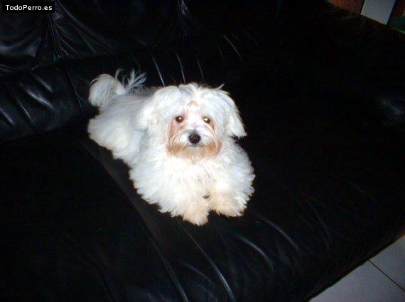 Foto del perro Eco