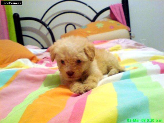 Foto del perro Eymy