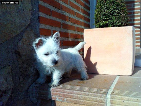 Foto del perro Whisky
