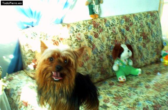 Foto del perro Toby