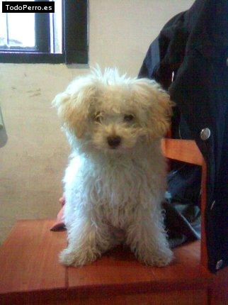 Foto del perro Shagui