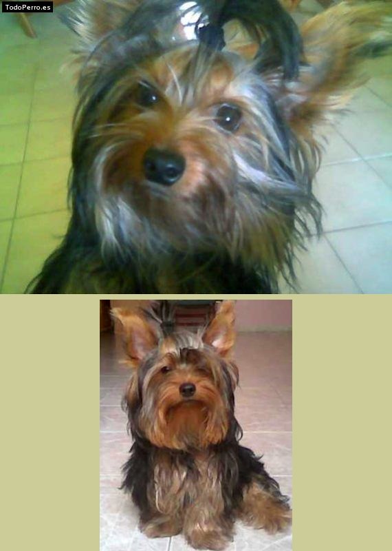Foto del perro Nicky nickoide