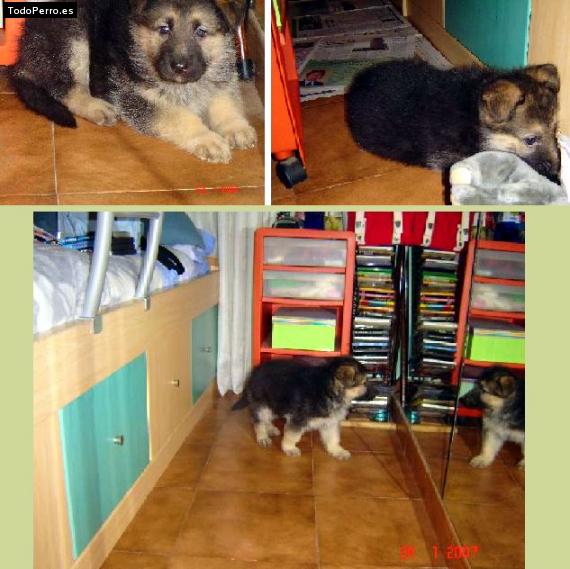 Foto del perro Maya