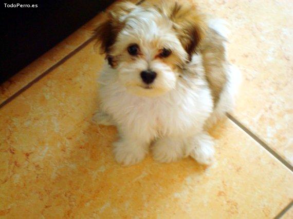 Foto del perro Brat