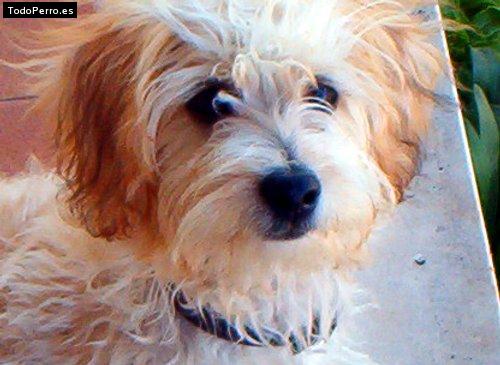 Foto del perro Rex pantufa