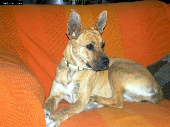 Foto del perro Mara