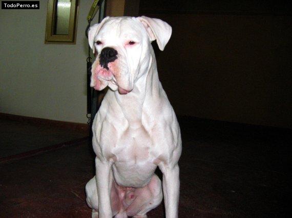 Foto del perro Scooby