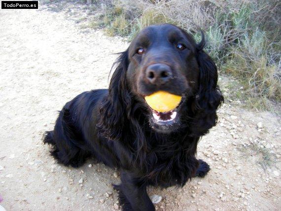 Foto del perro Zizou