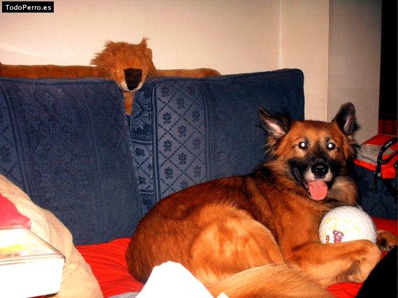 Foto del perro Turbo