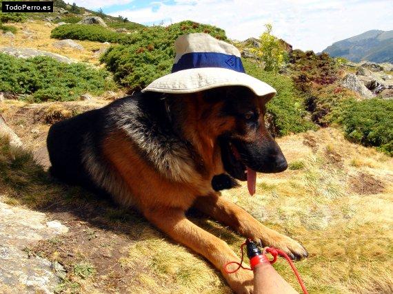 Foto del perro Budy