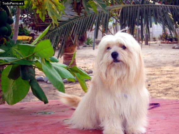 Foto del perro Munyeco