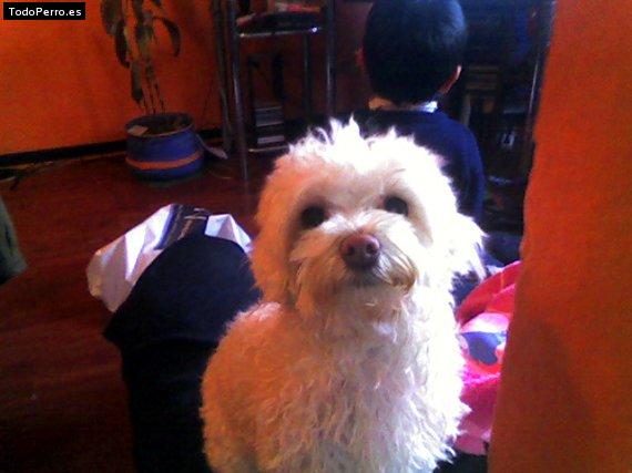 Foto del perro Niña