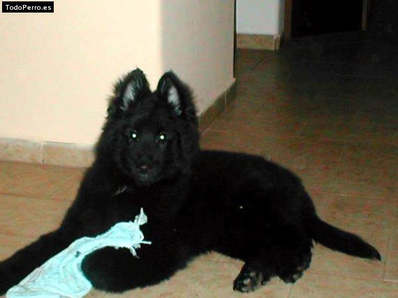 Foto del perro Shakir