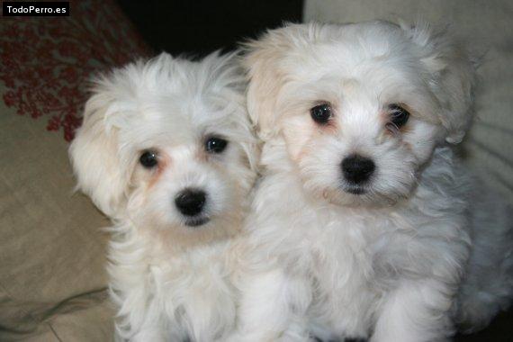 Foto del perro Nuca y copi