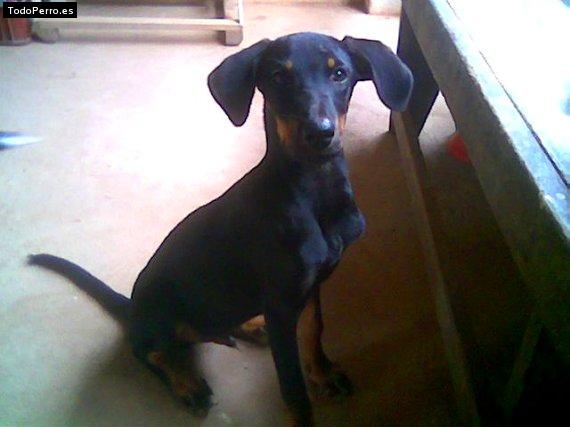 Foto del perro Mickey