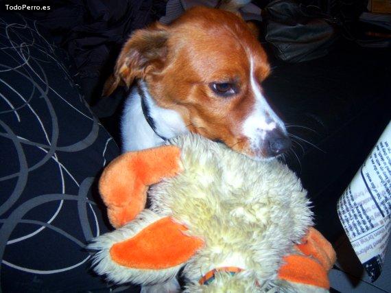 Foto del perro Tor
