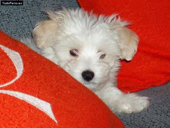 Foto del perro Nikko