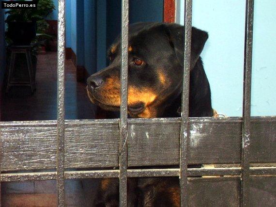 Foto del perro Laika