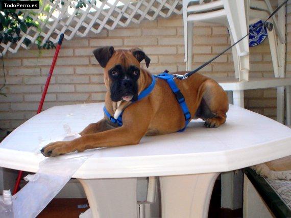 Foto del perro Nuga