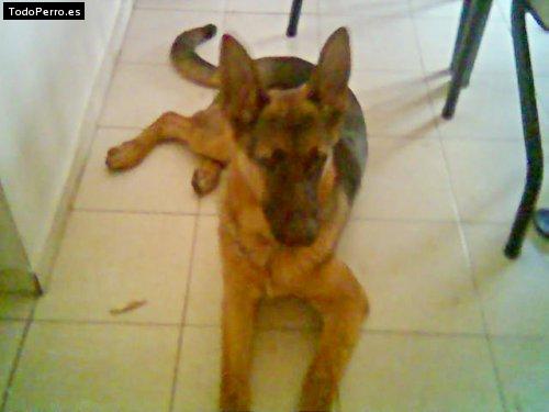 Foto del perro Neron