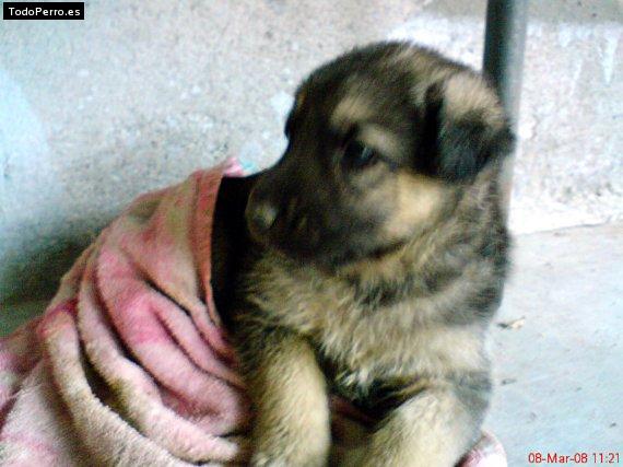 Foto del perro Ternura