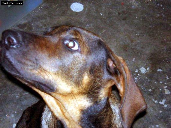 Foto del perro Shagui